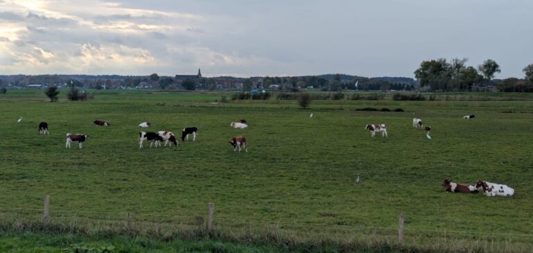 Wat doen die reigers tussen de koeien? Over slim meeliften en onzichtbare samenwerkingen in de natuur