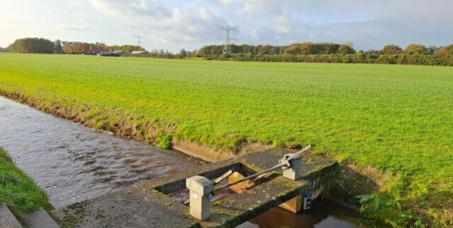 Een monotoon grasfalt-tapijt: het stille verlies van biodiversiteit op grasland
