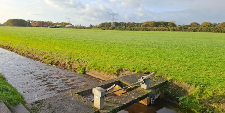 Een monotoon grasfalt-tapijt: het stille verlies van biodiversiteit op grasland