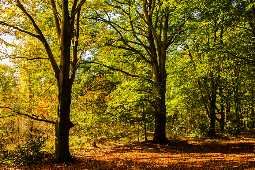 Met Open Oog: Prachtig Vilsteren