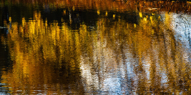 Met Open Oog: Een gouden boom