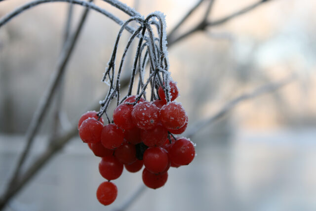 Met Open Oog: Winter plaagstootjes