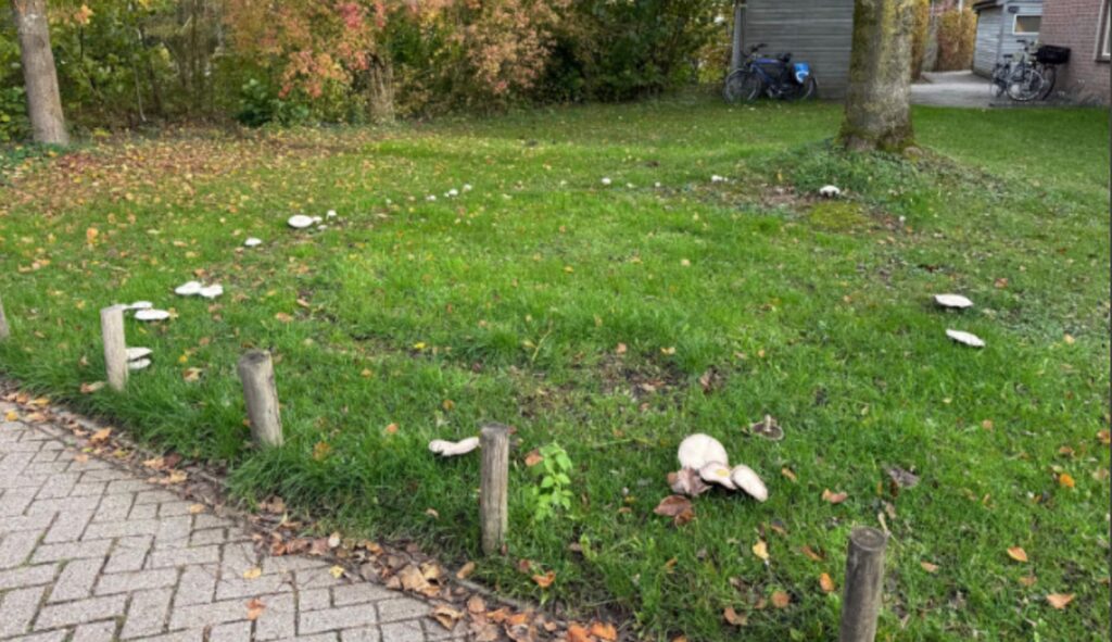 Ha, daar is ie weer: de heksenkring! Maar hoe komt dat eigenlijk?