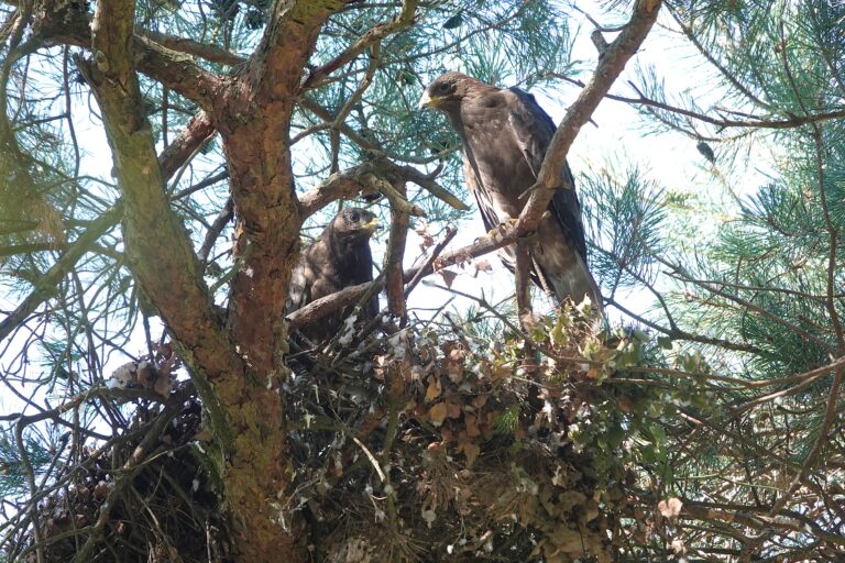 Rondstruinen met Sjaak  ‘waar gevoel en flow hand in hand gaan’