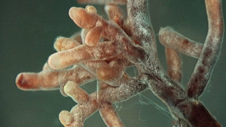 Met de boswachter op stap: De verborgen netwerken in de bodem