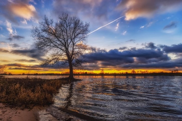 Mooiste bomen: de bakenboom aan de IJssel