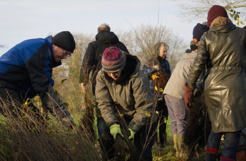 Heggen geplant in Lettele