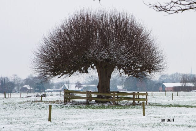 Met Open Oog: Jaartje rond een boom