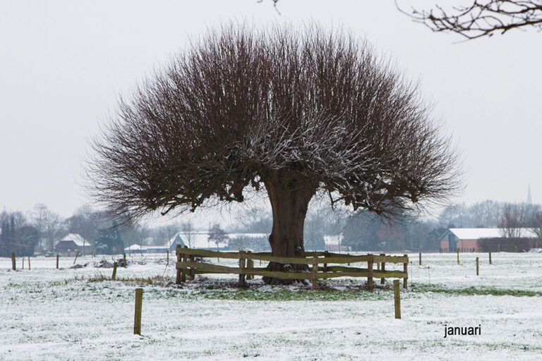 Met Open Oog: Jaartje rond een boom