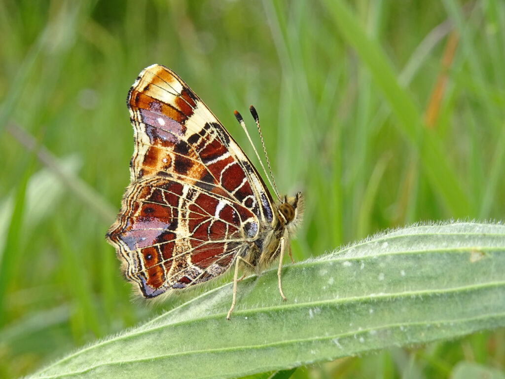 Nieuwjaarswensen van de Sallandse Vlinderfotograaf