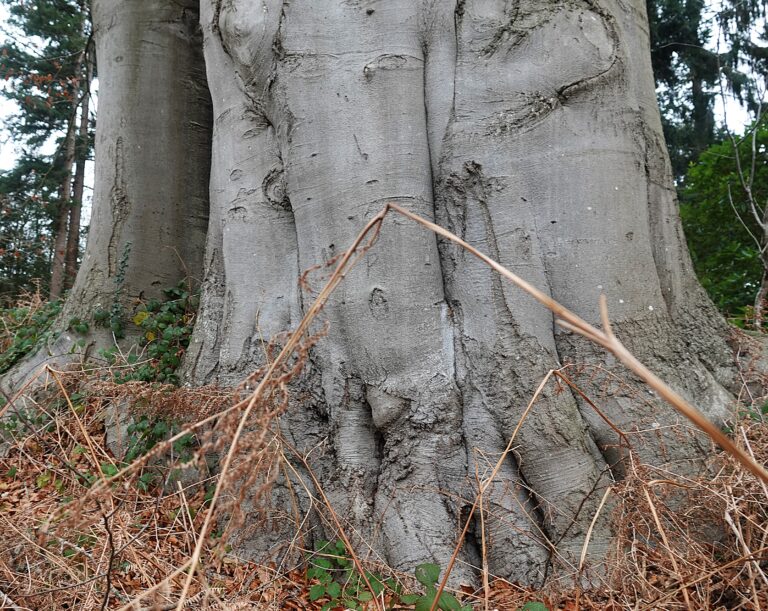 Rondstruinen met Sjaak ‘waar gevoel en flow hand in hand gaan’