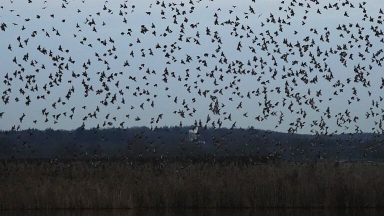 Rondstruinen met Sjaak: waar gevoel en flow hand in hand gaan