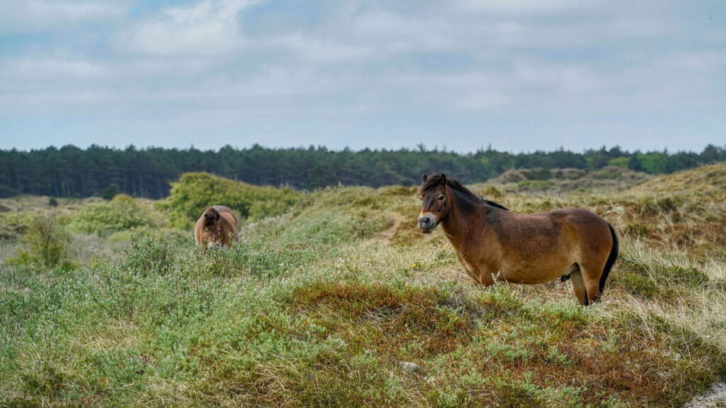 Boswachtersverhaal: Sociale kuddes leren zich te weren tegen de wolf