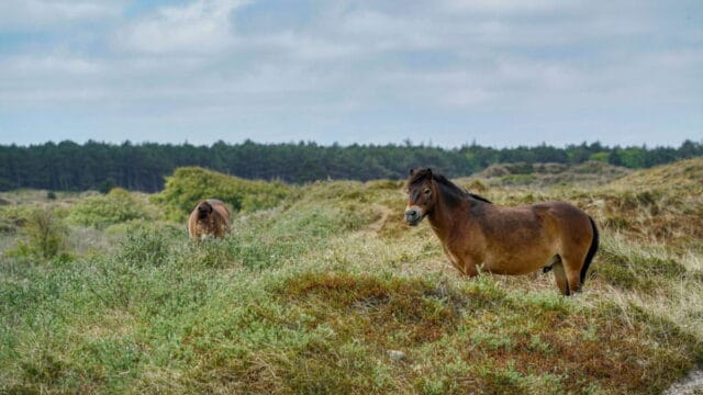 Boswachtersverhaal: Sociale kuddes leren zich te weren tegen de wolf