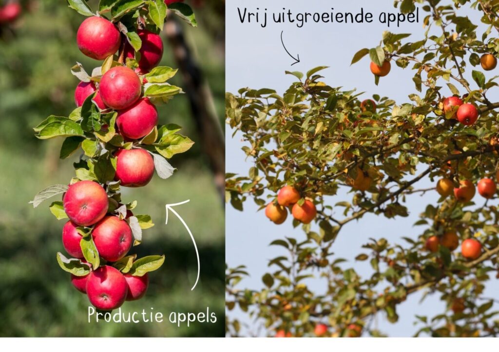 Cursus bomen snoeien bij ‘t Natuurlijk Huus in Raalte