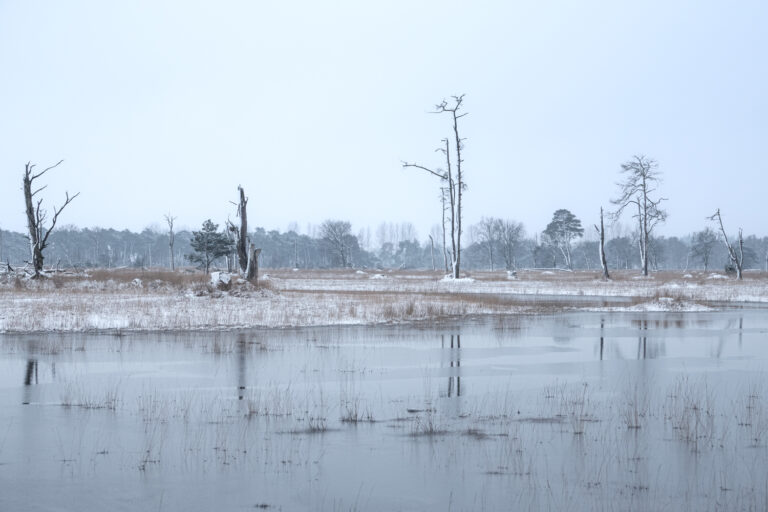 Hoe mooi is Salland in de winter?! Boetelerveld in de sneeuw | Met prachtige foto’s