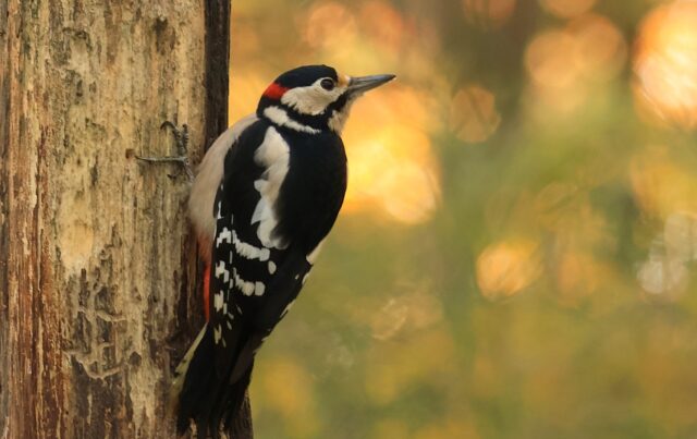 Nieuwe rubriek bij HierInSalland: Vogels in Salland
