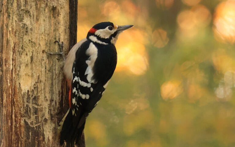 Nieuwe rubriek bij HierInSalland: Vogels in Salland