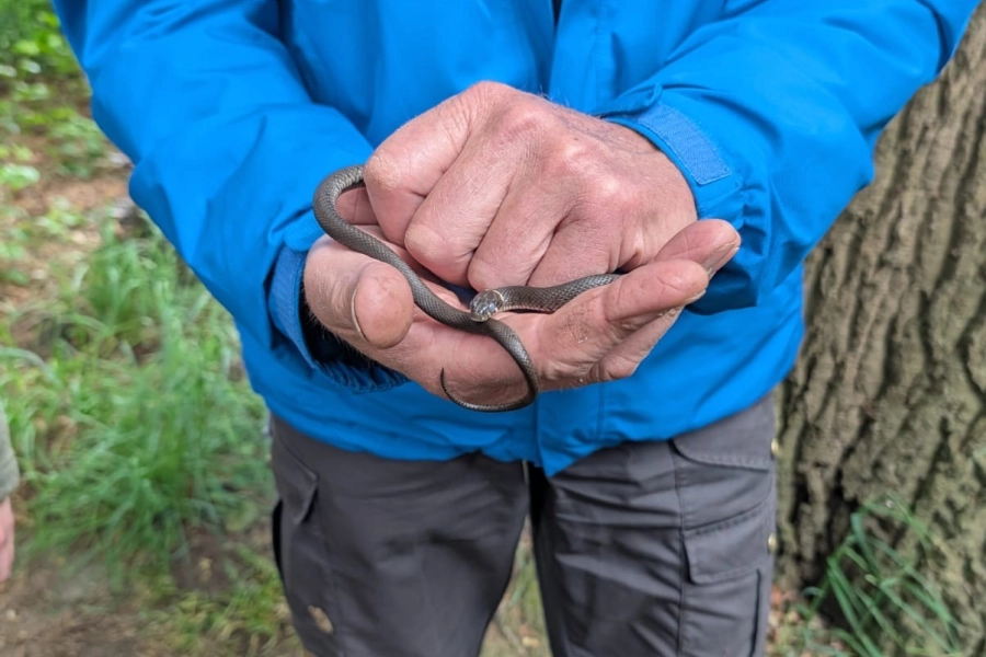 Landgoed Overijssel baby ringslang