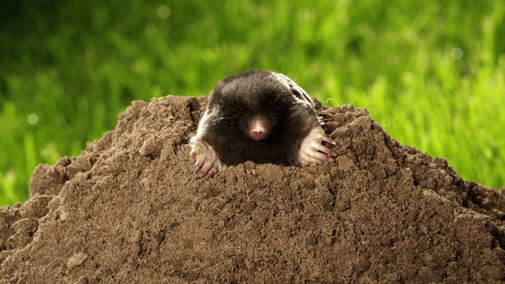 Brein en digitalisering (2): hoe manipuleerbaar ben jij?