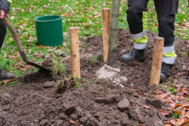 Hulp gezocht bij boomplantacties in Ommen