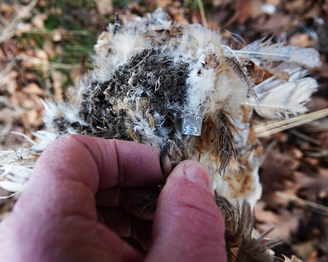 Rondstruinen met Sjaak ‘waar gevoel en flow hand in hand gaan’: Nationale vogeltelling