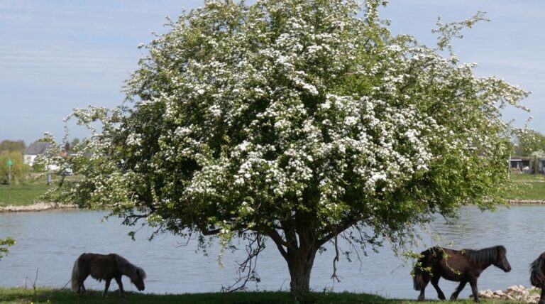 Mooiste bomen: bloeiende meidoorn aan de IJssel, vlak bij de steenfabriek