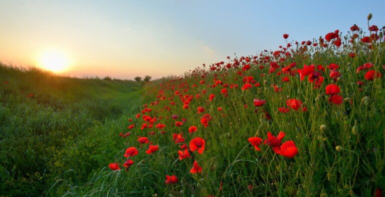 Natuurlijk Zingen bij ‘t Natuurlijk Huus in Raalte