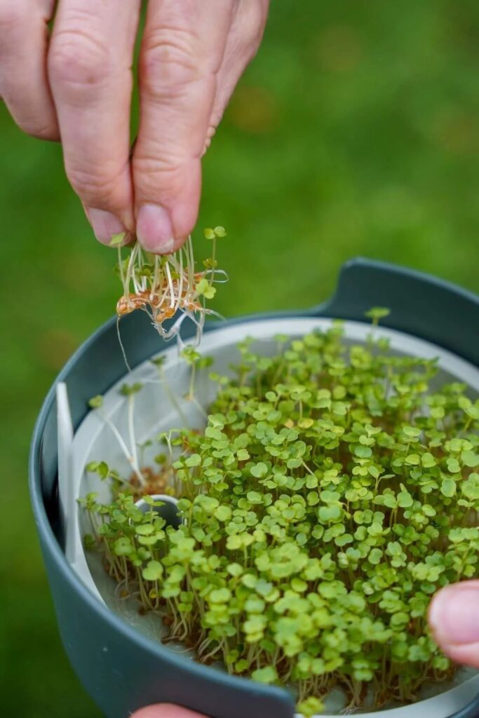 Workshop Kiemen & Microgroentendag bij ‘t Natuurlijk Huus in Raalte
