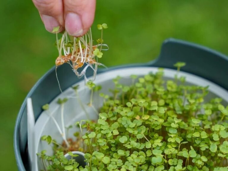 Workshop Kiemen & Microgroentendag bij ‘t Natuurlijk Huus in Raalte