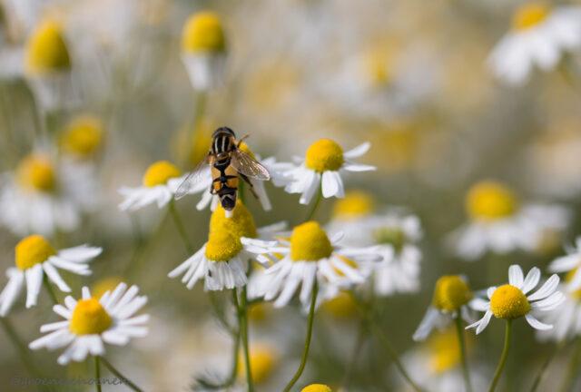 ‘t Natuurlijk Huus: Voorjaar