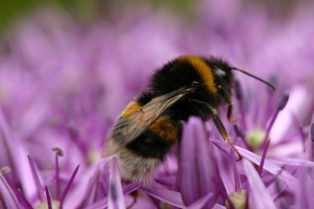 Met Open Oog: Handige hommels