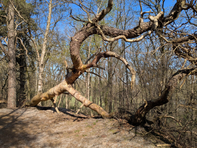 De mooiste bomen van Salland: Dood hout leeft!