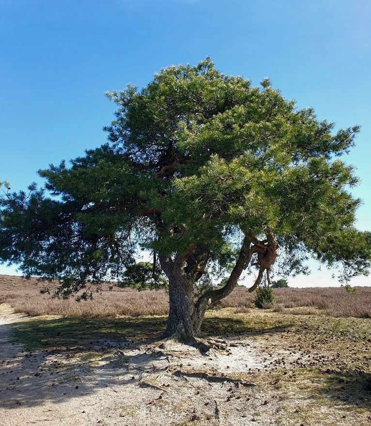 Sommige bomen zijn simpelweg te mooi om je te beperken tot één. Dat merkte Marjan Leenhouts.