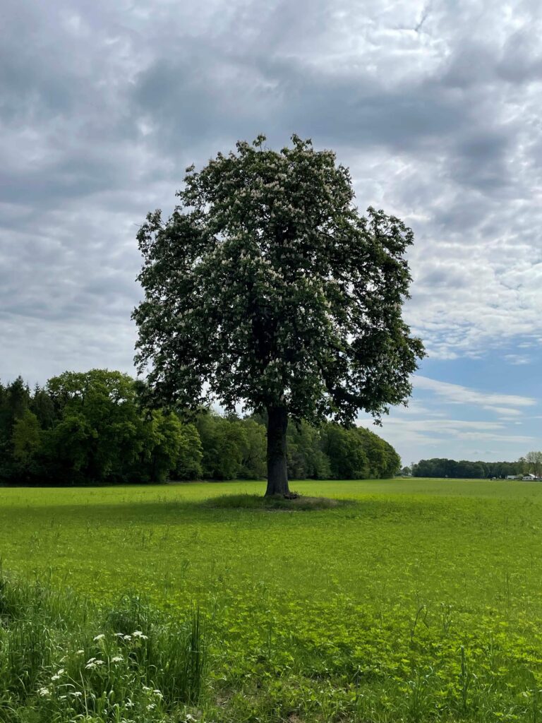 De mooiste boom van Salland is deze Hagemeijerboom, een blikvanger in Broekland