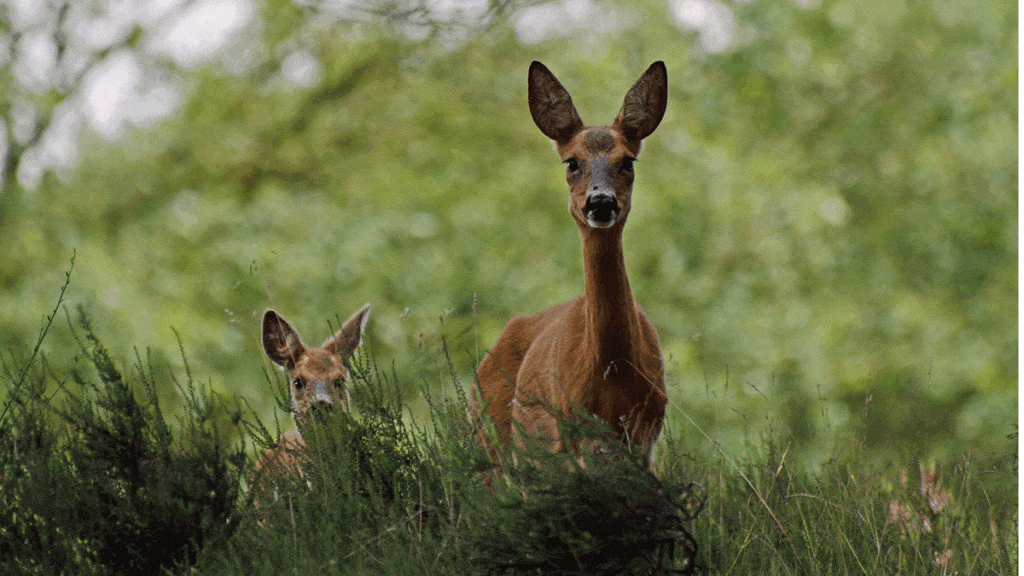 Gezamenlijke natuurorganisaties roepen op: Bescherm de jonkies