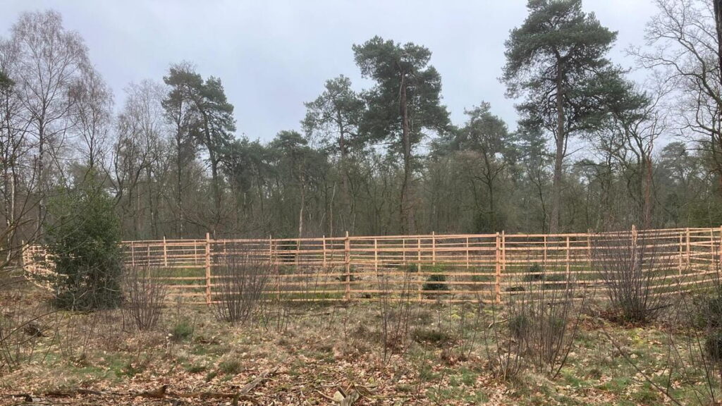 Houten rasters in het Springendal beschermen jonge bomen