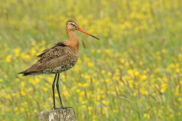Vogels in Salland: de grutto is er weer!