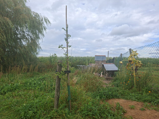 De mooiste boom van Salland is een beukenzaailing, vind Petra Veltmaat
