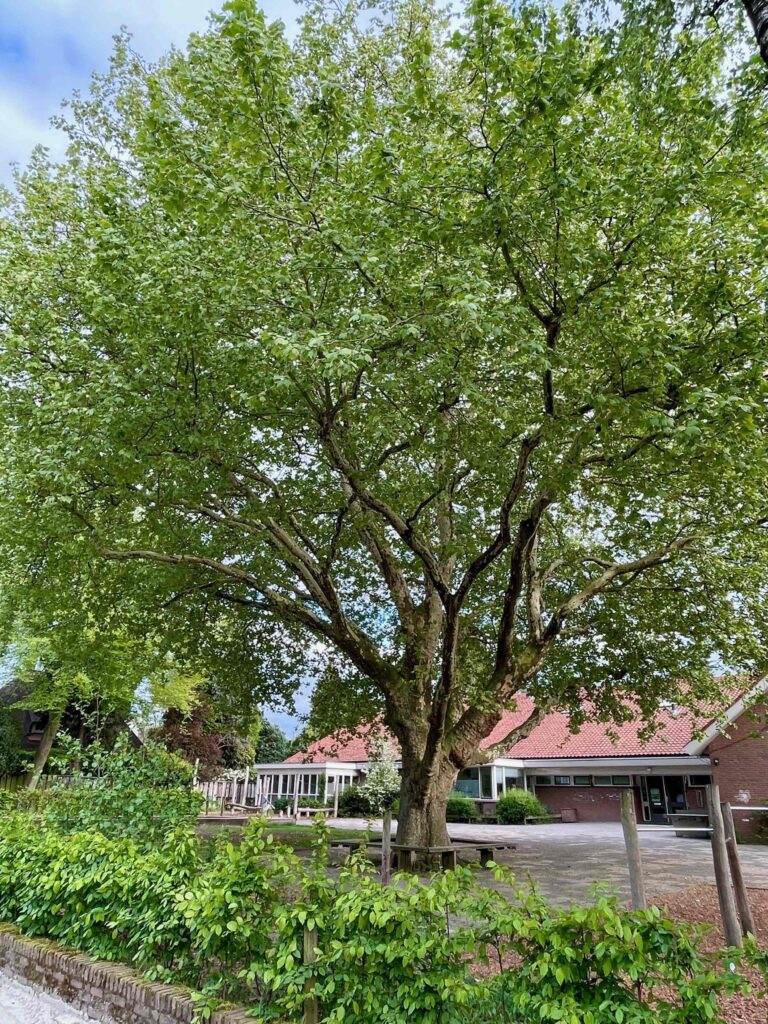 De mooiste bomen van Salland: “Mogen we er ook twee kiezen?”
