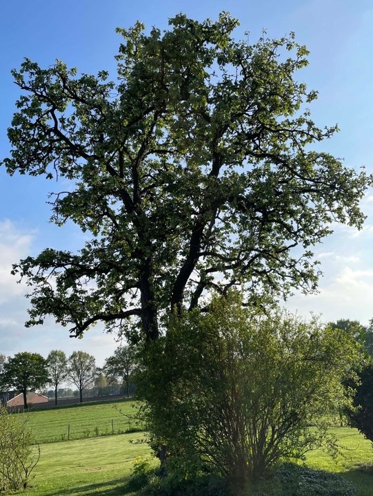 Voor Rivalda van Leusen is deze oude perenboom de mooiste boom van Salland