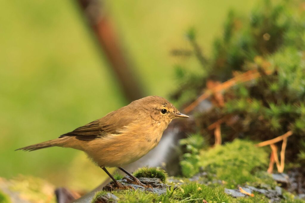Vogels in Salland: de tjiftjaf