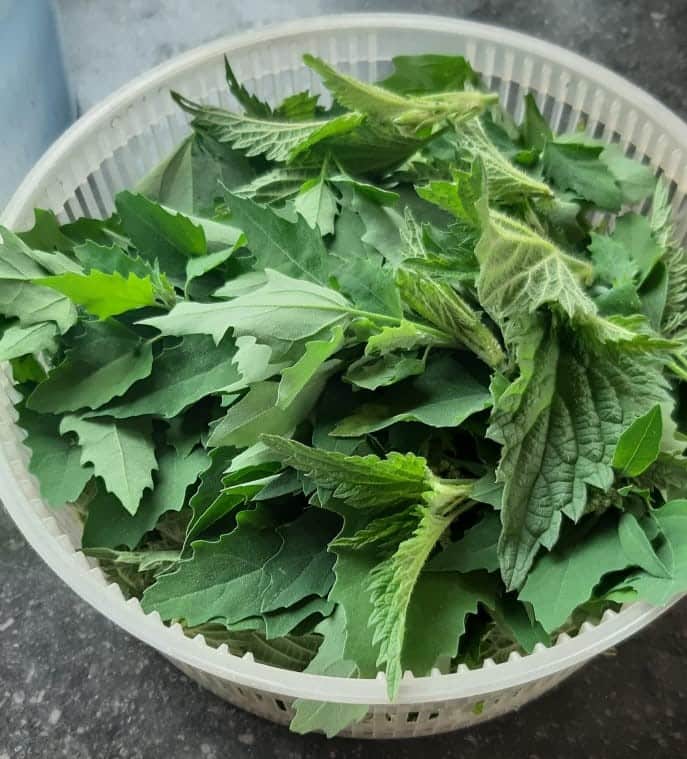 Agnes brandnetel melde