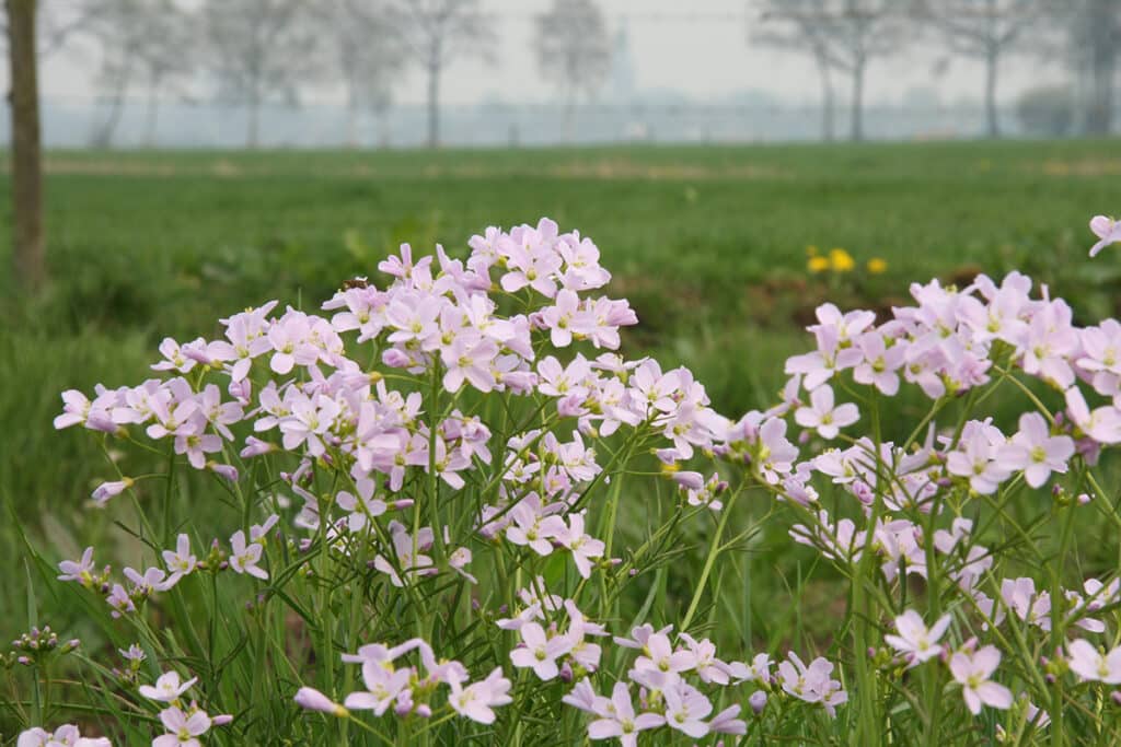 Diny Heidenrijk paas= en pinksterbloemen