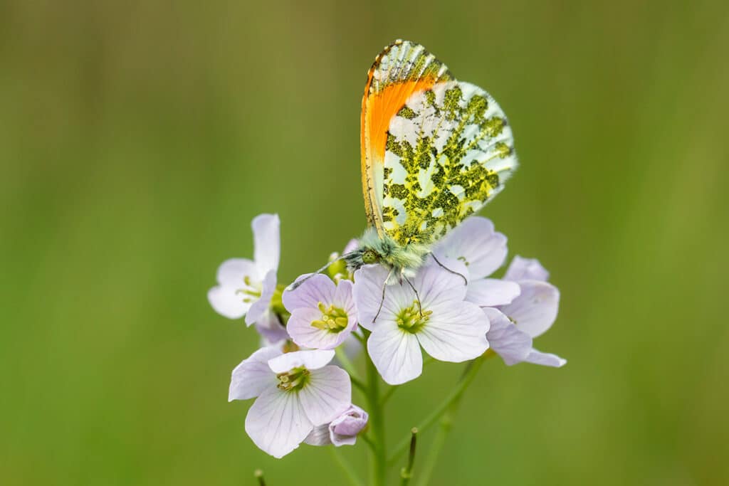 Diny Heidenrijk paas= en pinksterbloemen