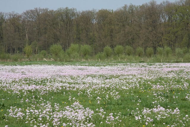 Met Open Oog: Als Pasen en Pinksteren op één dag vallen…