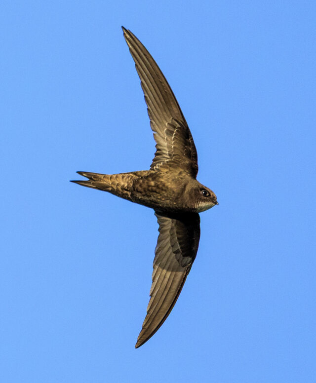 Vogels in Salland: de gierzwaluw scheert weer door de lucht