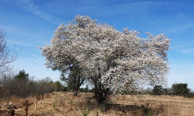 Rondstruinen met Sjaak ‘waar gevoel en flow hand in hand gaan’