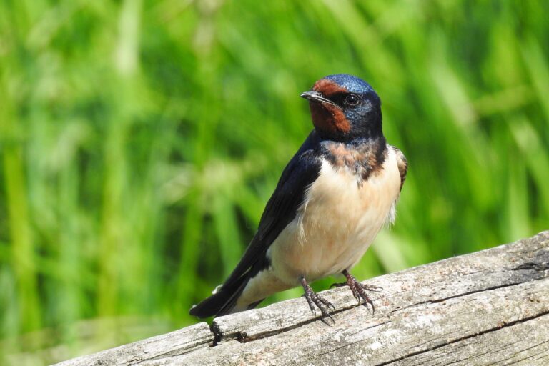 Vogels in Salland: de boerenzwaluw is een luchtacrobaat