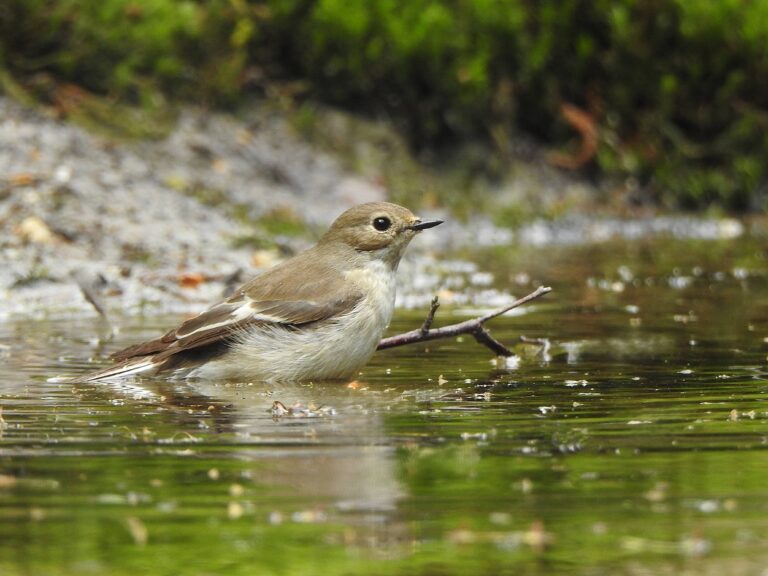 Vogels in Salland: de bonte vliegenvanger want het is weer half april